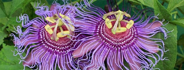 Breeze major Sea anemone Plante de interior | magazinul online Gradinamax.ro