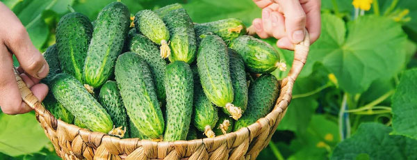 Cum îngrijești castraveții în lunile iulie și august pentru a rodi la timp