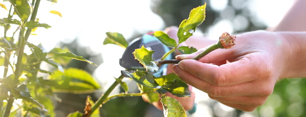 Cum să ai grijă de trandafiri după înflorire?