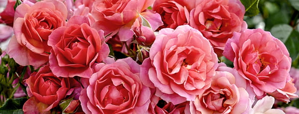 Cum să îngrijiți în mod corespunzător soiurile de trandafiri Kordes