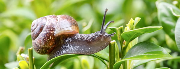 Cum să respingi melcii cu remedii naturale?