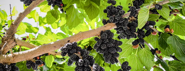 De ce să plantezi mure: beneficii, frumusețe și gust minunat