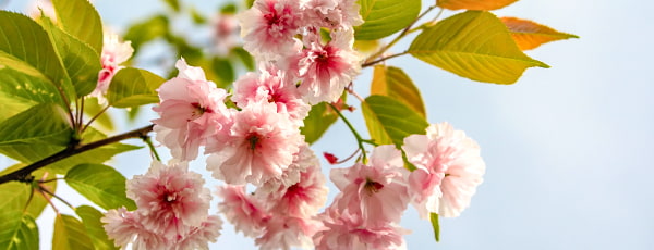 Descoperiți farmecul cireșului japonez: cum să îngrijiți această plantă pentru a vă bucura de înflorirea sa exuberantă? - GrădinaMax Descoperiți farmecul cireșului japonez: cum să îngrijiți această plantă pentru a vă bucura de înflorirea sa exuberantă?