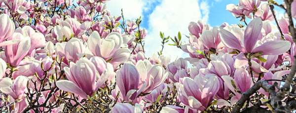 Frumoasă magnolie - un simbol al primăverii și al vieții - GrădinaMax Frumoasă magnolie - un simbol al primăverii și al vieții