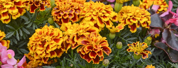 Gălbenelele sunt aliați ai grădinarilor în lupta împotriva dăunătorilor