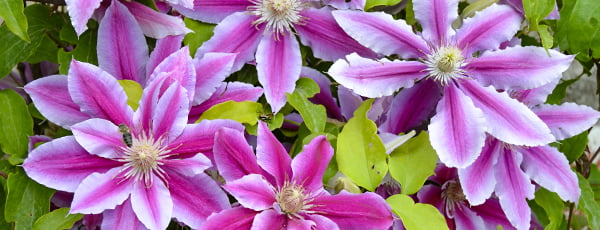 Ghidul Clematis: de la plantare la înflorire luxuriantă - GrădinaMax Ghidul Clematis: de la plantare la înflorire luxuriantă