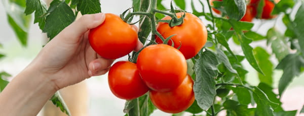 Grădina de legume de la fereastră: 10 legume ușor de cultivat la domiciliu - GrădinaMax Grădina de legume de la fereastră: 10 legume ușor de cultivat la domiciliu