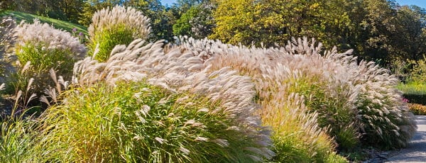 Iarba de pampas - instrucțiuni de plantare - GrădinaMax Iarba de pampas - instrucțiuni de plantare