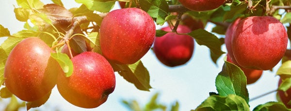 Îngrijirea de toamnă a mărului – sfaturi pentru pregătirea iernării