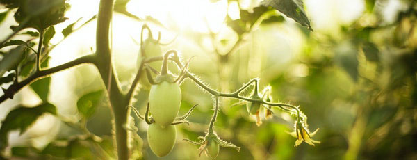 Îngrijirea roșiilor în august: cum previi apariția manei la roșii. Sfatul specialistului