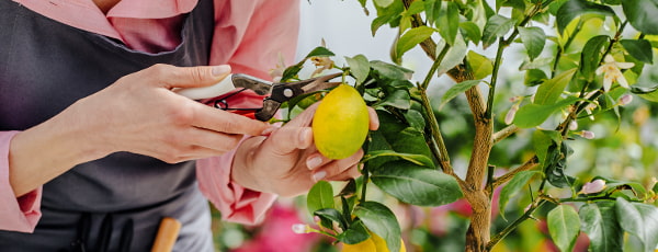 Lămâie de casă - o sursă de vitamine și un gust răcoritor - GrădinaMax Lămâie de casă - o sursă de vitamine și un gust răcoritor