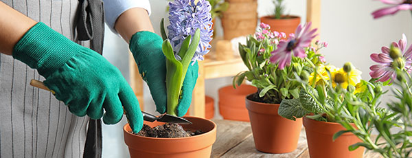 Lucrări de toamnă: pașii esențiali pentru plantarea bulbilor de flori - GrădinaMax Lucrări de toamnă: pașii esențiali pentru plantarea bulbilor de flori