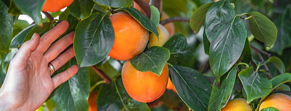 Persimon de la plantare la recoltare - secretele unei cultivări de succes - GrădinaMax Persimon de la plantare la recoltare - secretele unei cultivări de succes