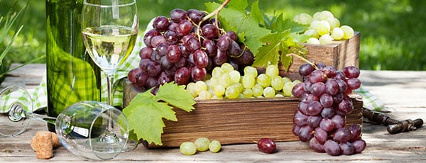 Plantarea de toamnă a viței de vie