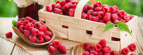 Plantarea de toamnă a zmeurului: pașii esențiali și mulcirea pentru iarnă