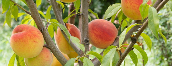 Pomii fructiferi columnari - o descoperire pentru grădina mică!