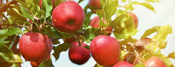 Primul îngheț de toamnă: plante care trebuie protejate versus plante rezistente