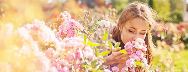 Protejarea trandafirilor pentru iarnă și tratarea bolilor fungice