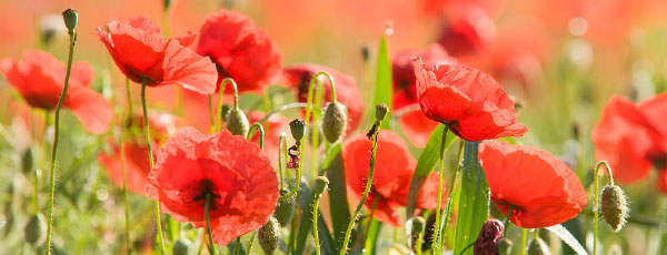 Tehnologia de cultură a macilor: tot ce trebuie să știi - GrădinaMax Tehnologia de cultură a macilor: tot ce trebuie să știi