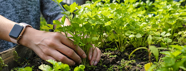 TOP 10 legume pe care le poate cultiva chiar și un grădinar începător - GrădinaMax TOP 10 legume pe care le poate cultiva chiar și un grădinar începător