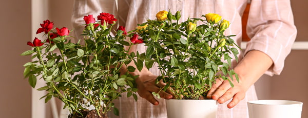 Trandafiri în ghiveci: 10 secrete ale cultivării cu succes - GrădinaMax Trandafiri în ghiveci: 10 secrete ale cultivării cu succes