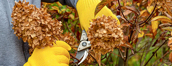 Tunderea de toamnă a hortensiilor: instrucțiuni detaliate pentru începători