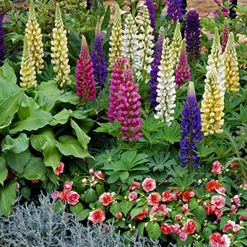 Flori perene de stâncă