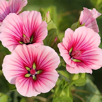 Malope