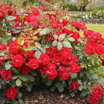 Trandafiri Floribunda