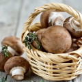 Champignon Portobello articol fotografie 1 Champignon Portobello imagine 1 articol 9754