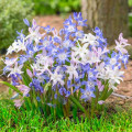 Chionodoxa mix multicolor articol fotografie 1 Chionodoxa mix multicolor imagine 1 articol 67322