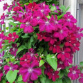Clematis Rouge Cardinal imagine 2 articol 9057