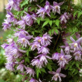 Clematis Violet Pink imagine 1 articol 2418