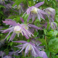 Clematis Violet Pink imagine 2 articol 2418