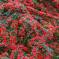 Cotoneaster Horizontalis articol fotografie 1 Cotoneaster Horizontalis imagine 1 articol 9579
