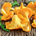 Gălbiori (Bureți galbeni) imagine 3 articol 9733