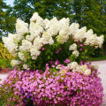 Hortensia paniculată Big Ben articol fotografie 1 Hortensia paniculată Big Ben imagine 1 articol 2445