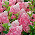 Hortensia paniculată Vanilla Fraise articol fotografie 1 Hortensia paniculată Vanilla Fraise imagine 1 articol 9038