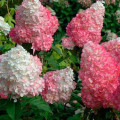 Hortensia paniculată Vanilla Fraise articol fotografie 2 Hortensia paniculată Vanilla Fraise imagine 2 articol 9038