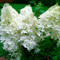 Hortensia paniculată Grandiflora imagine 3 articol 2520