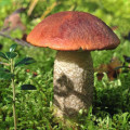 Hribă de plop articol fotografie 1 Hribă de plop imagine 1 articol 9740