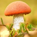 Hribă de plop articol fotografie 2 Hribă de plop imagine 2 articol 9740