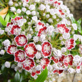 Kalmia Minuet articol fotografie 1 Kalmia Minuet imagine 1 articol 3999