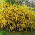Kerria japonica Aureovariegata imagine 1 articol 9527