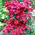 Clematis Ernest Markham articol fotografie 1 Clematis Ernest Markham imagine 1 articol 2432