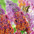 Liliac de vară Flower Power articol fotografie 1 Liliac de vară Flower Power imagine 1 articol 9515
