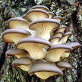 Pleurotus Brun imagine 1 articol 9727