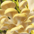 Pleurotus Galben articol fotografie 1 Pleurotus Galben imagine 1 articol 9728
