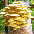 Pleurotus Galben articol fotografie 2 Pleurotus Galben imagine 2 articol 9728