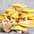 Pleurotus Galben articol fotografie 3 Pleurotus Galben imagine 3 articol 9728